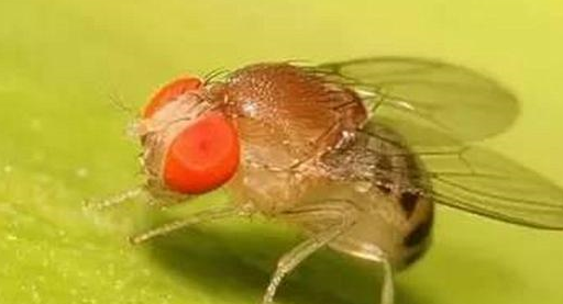 樱桃果蝇